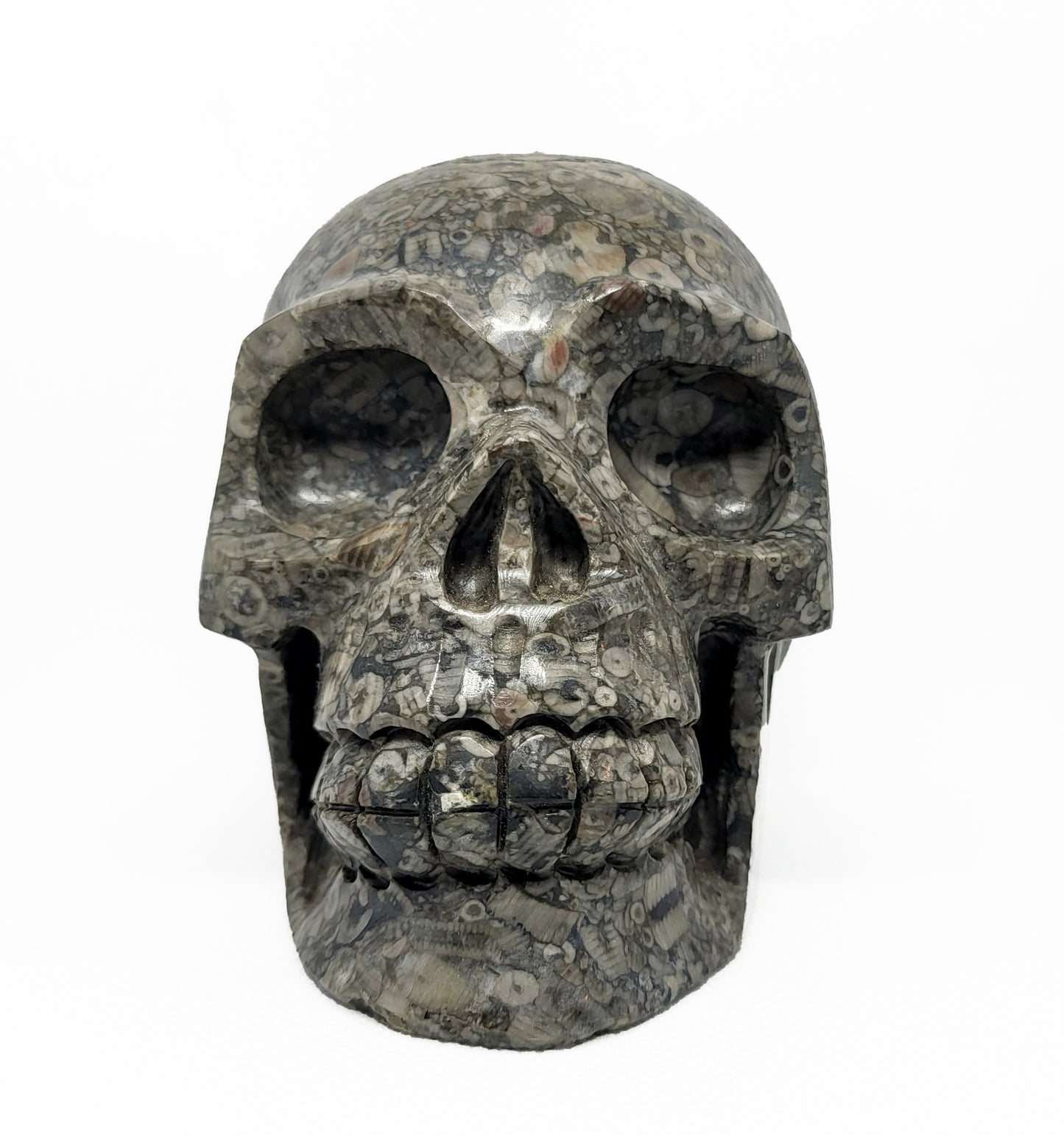 Skull, Fossil SKL324