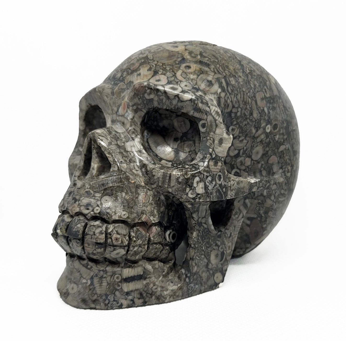 Skull, Fossil SKL324