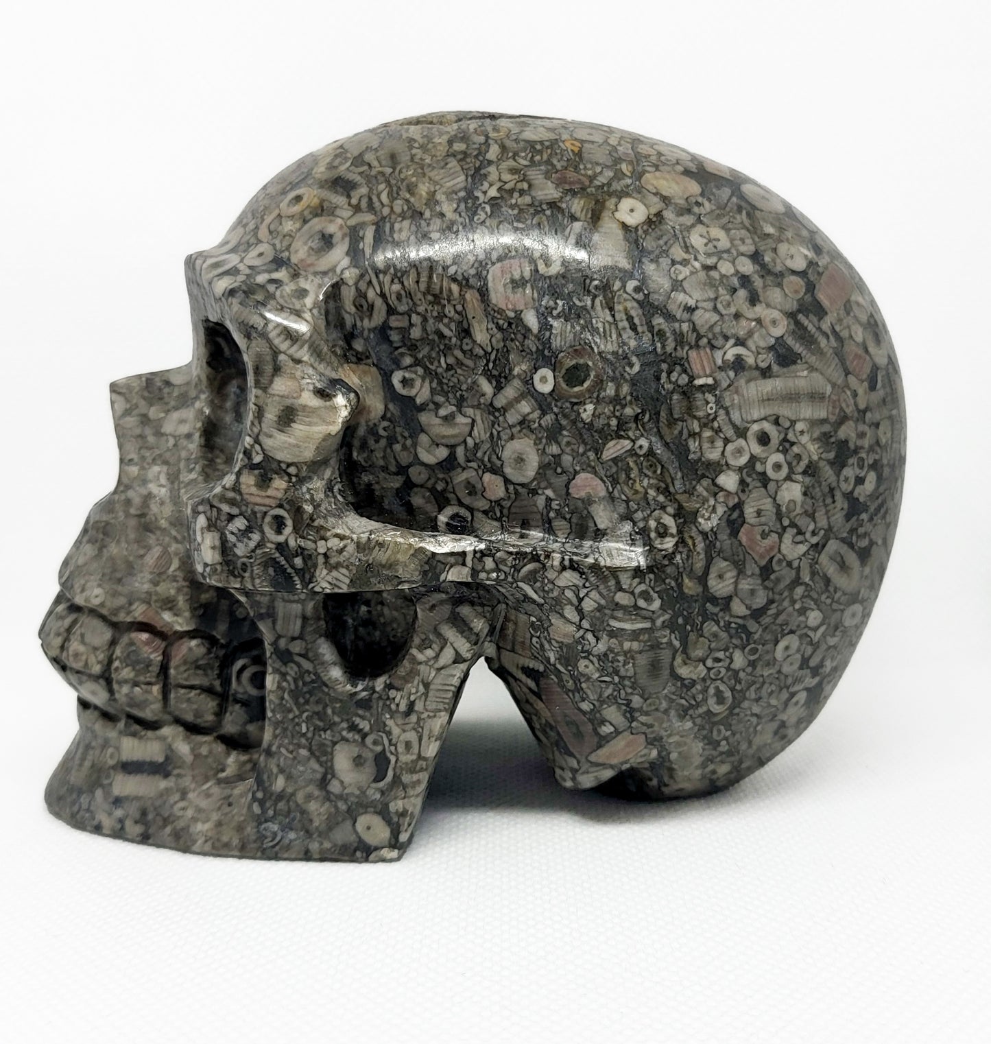 Skull, Fossil SKL324