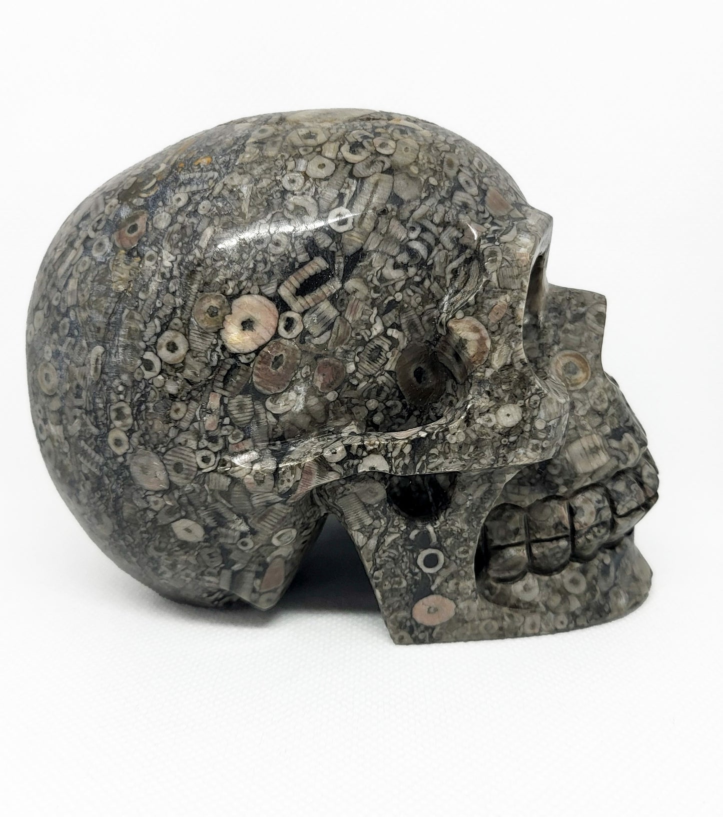 Skull, Fossil SKL324