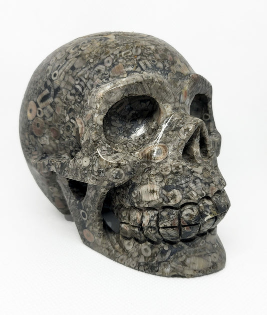Skull, Fossil SKL324